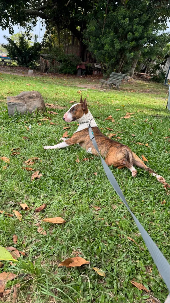 Cachorro ra a Pit-Bull idade 2 anos nome Testo 