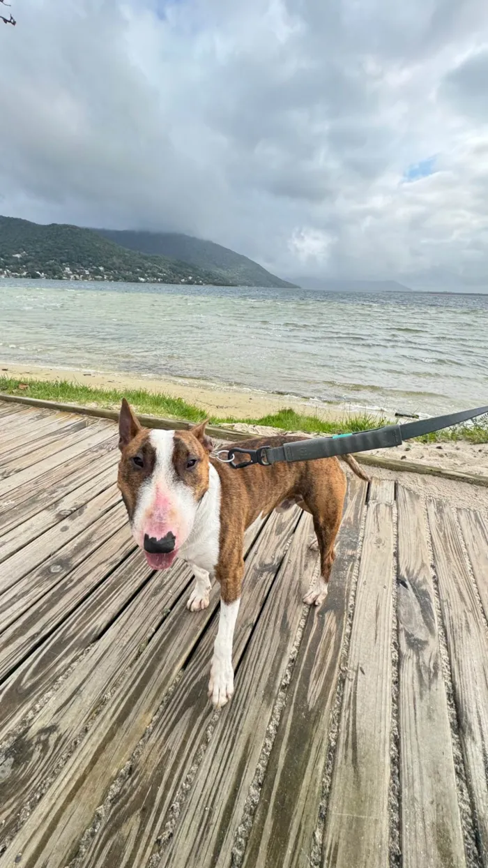 Cachorro ra a Pit-Bull idade 2 anos nome Testo 