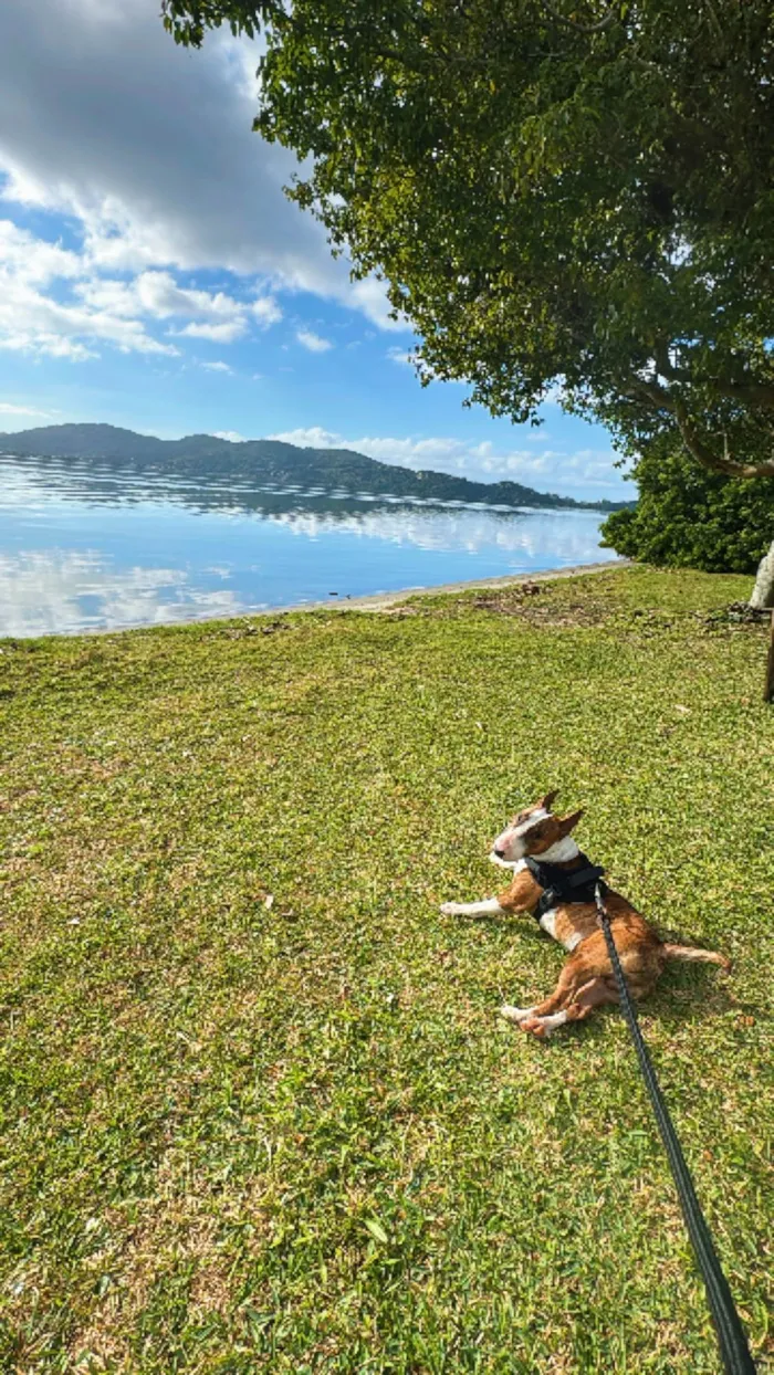 Cachorro ra a Pit-Bull idade 2 anos nome Testo 