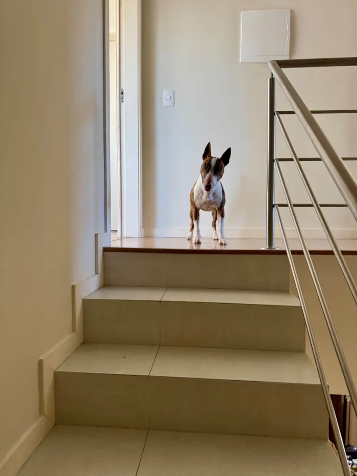 Cachorro ra a Pit-Bull idade 2 anos nome Testo 