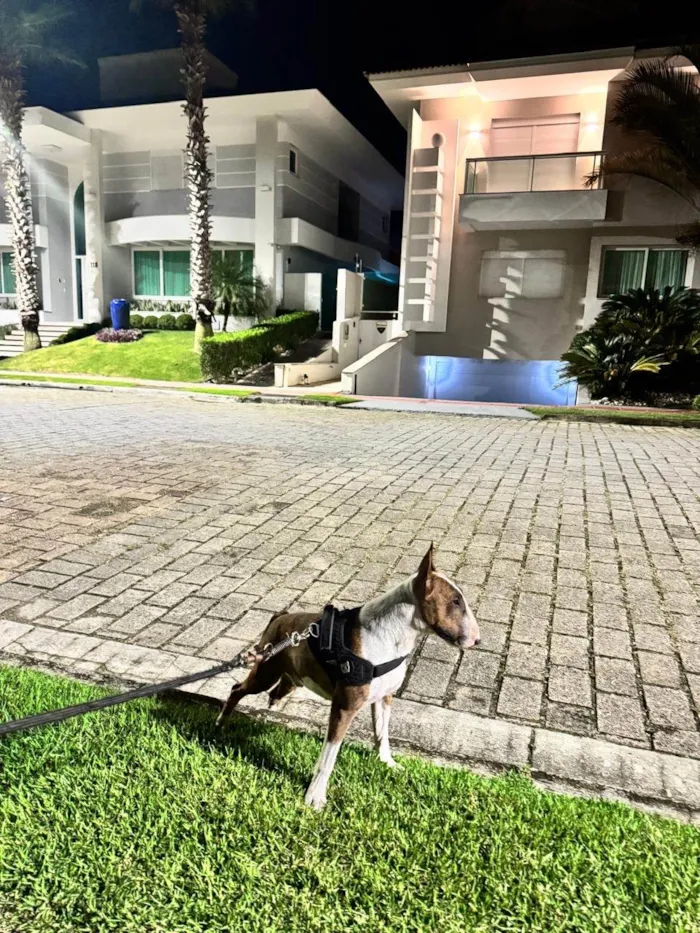 Cachorro ra a Pit-Bull idade 2 anos nome Testo 