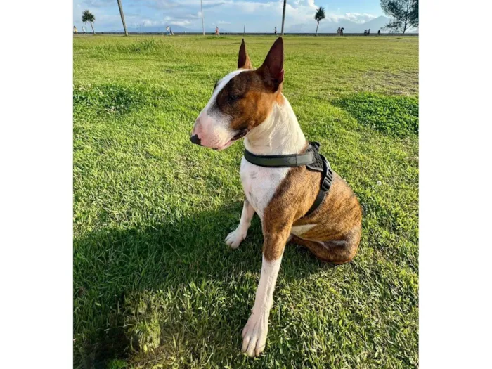 Cachorro ra a Pit-Bull idade 2 anos nome Testo 