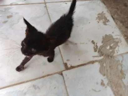 Gato raça SRD-ViraLata idade Abaixo de 2 meses nome Fred