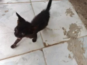 Gato raça SRD-ViraLata idade Abaixo de 2 meses nome Fred