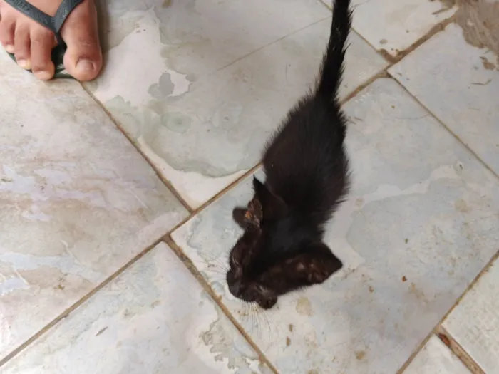 Gato ra a SRD-ViraLata idade Abaixo de 2 meses nome Fred