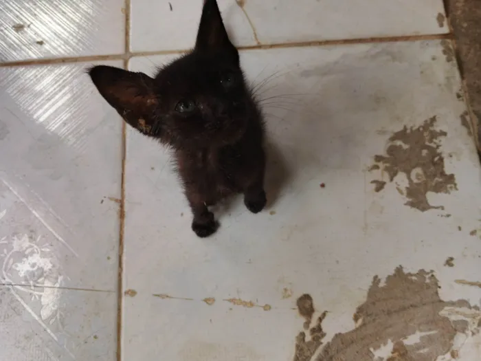 Gato ra a SRD-ViraLata idade Abaixo de 2 meses nome Fred