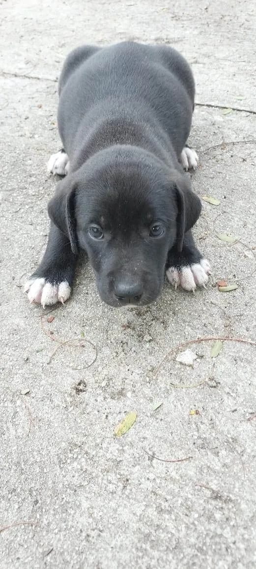Cachorro ra a SRD-ViraLata idade Abaixo de 2 meses nome BOLOTA