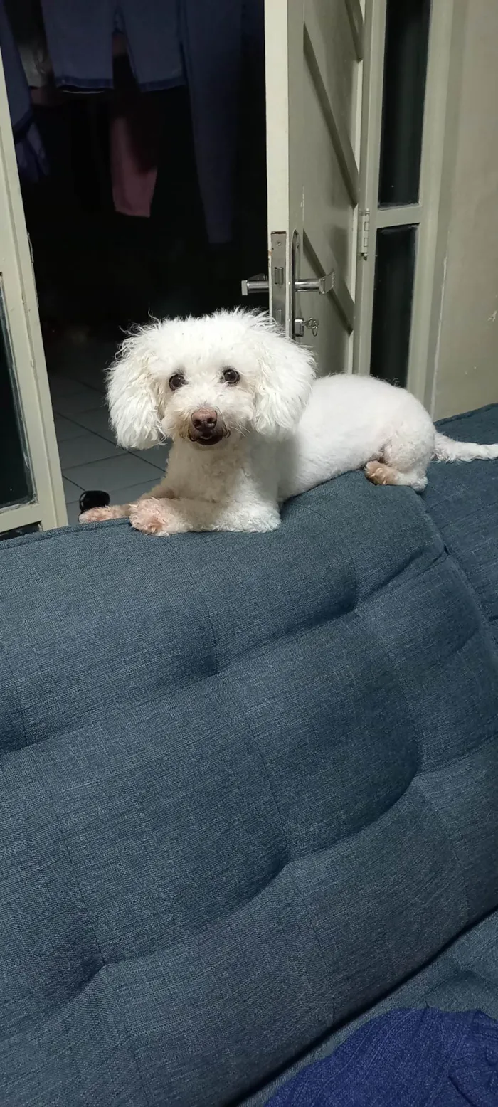 Cachorro ra a Poodle idade 6 ou mais anos nome Bella