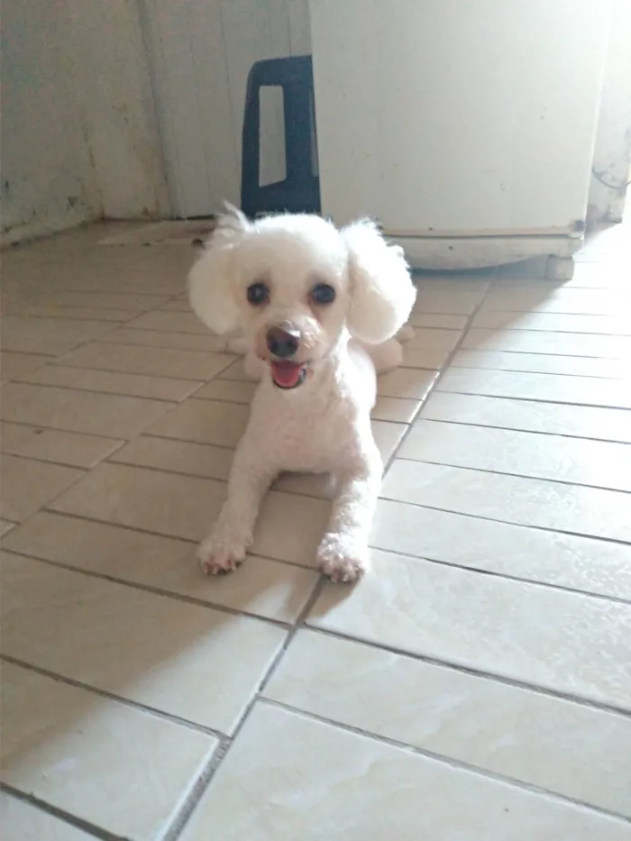 Cachorro ra a Poodle idade 6 ou mais anos nome Bella