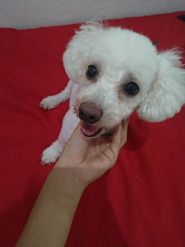 Cachorro ra a Poodle idade 6 ou mais anos nome Bella