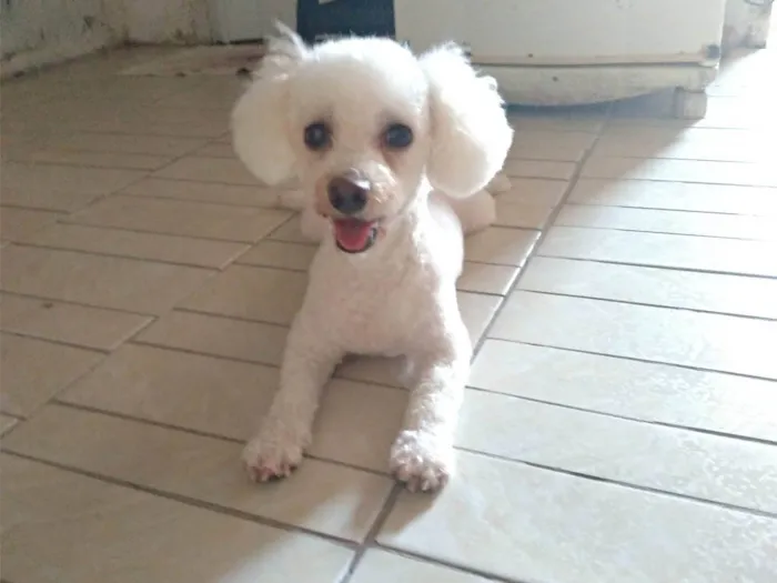 Cachorro ra a Poodle idade 6 ou mais anos nome Bella