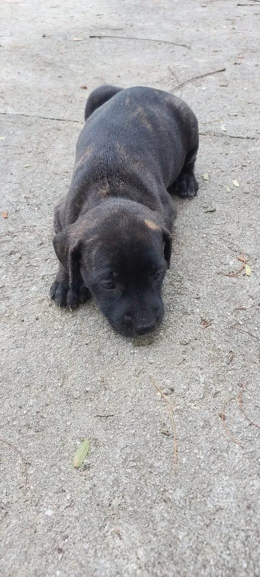 Cachorro ra a SRD-ViraLata idade Abaixo de 2 meses nome ESCAMINHA