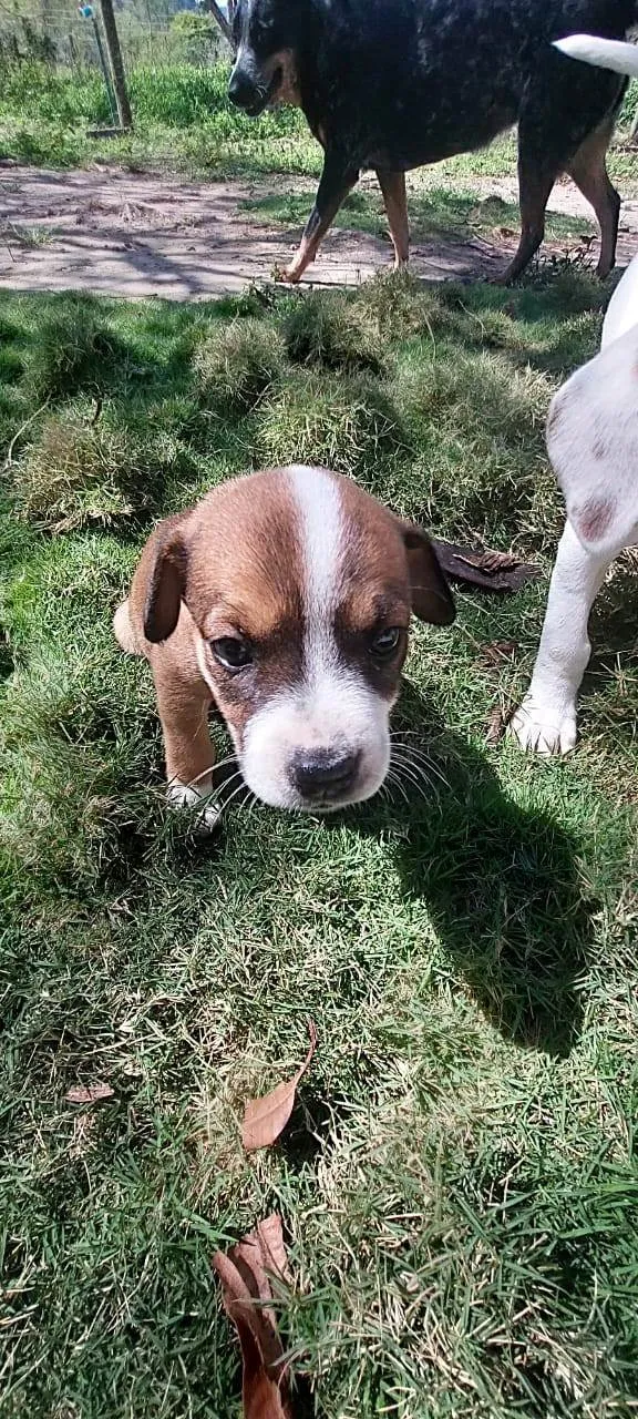 Cachorro ra a SRD-ViraLata idade Abaixo de 2 meses nome JUJUBA