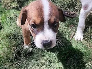 Cachorro raça SRD-ViraLata idade Abaixo de 2 meses nome JUJUBA
