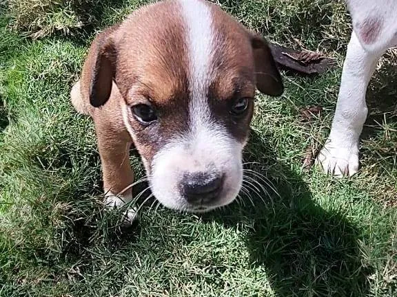 Cachorro ra a SRD-ViraLata idade Abaixo de 2 meses nome JUJUBA