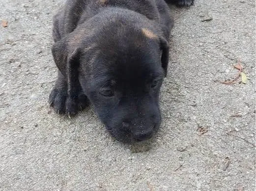 Cachorro ra a SRD-ViraLata idade Abaixo de 2 meses nome ESCAMINHA