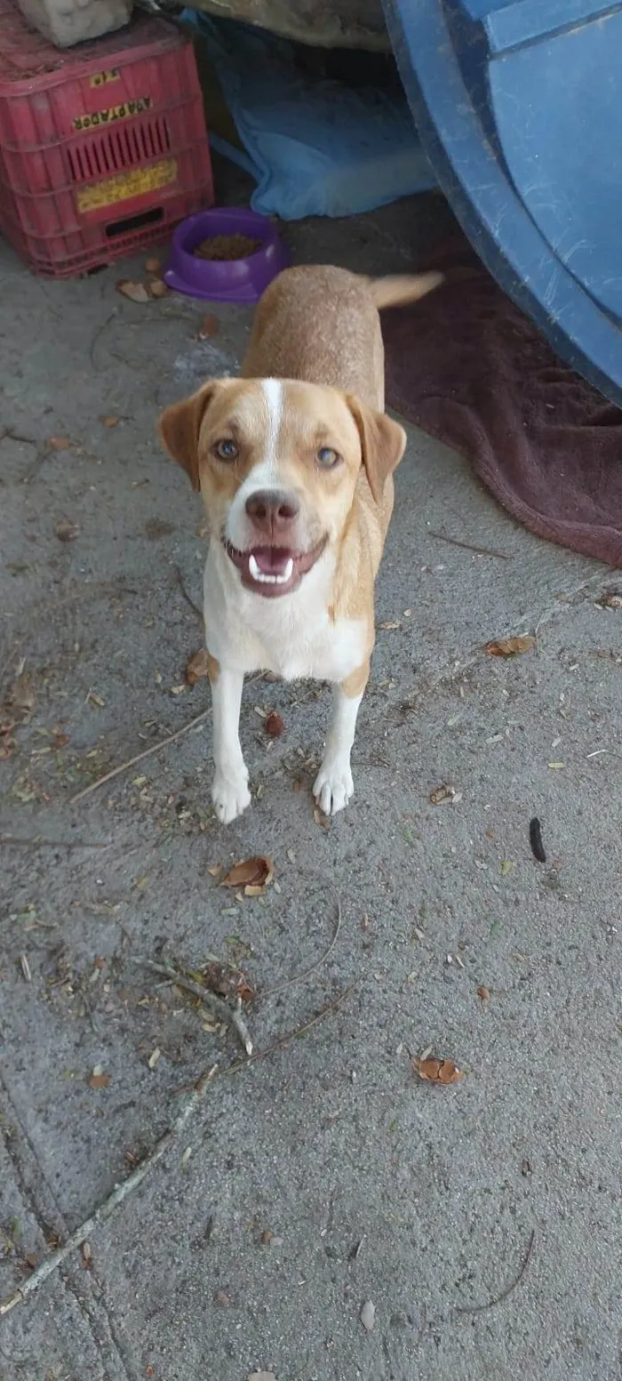 Cachorro ra a SRD-ViraLata idade 2 anos nome CARAMELA