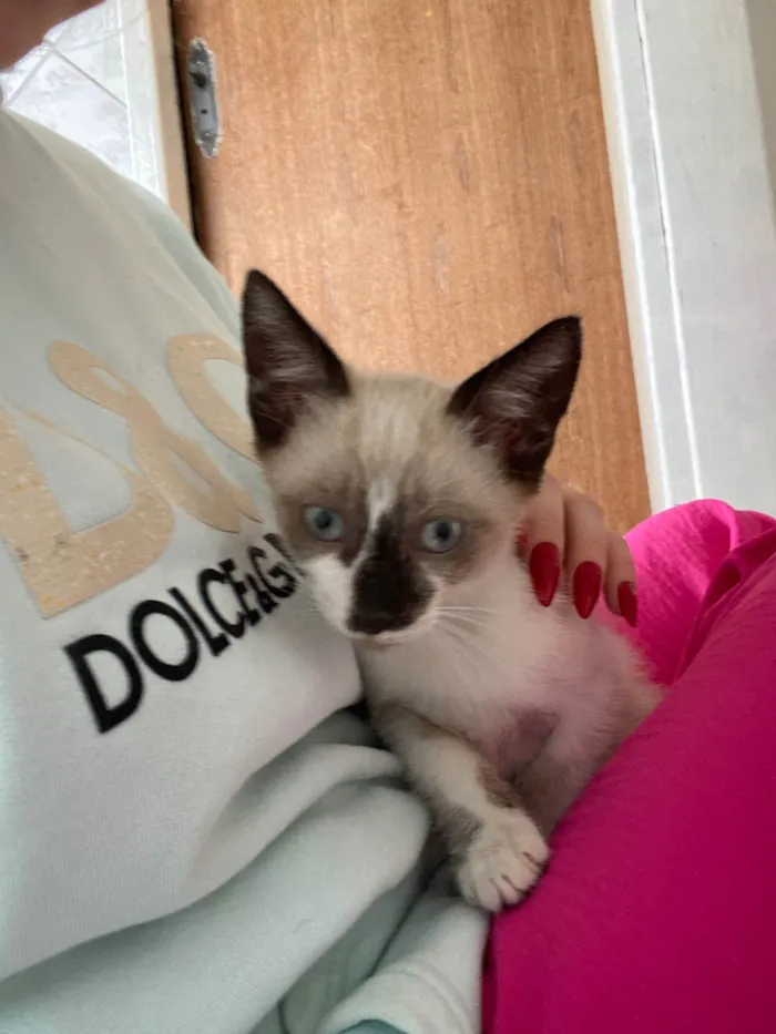 Gato ra a SRD-ViraLata idade 2 a 6 meses nome Não tem nome