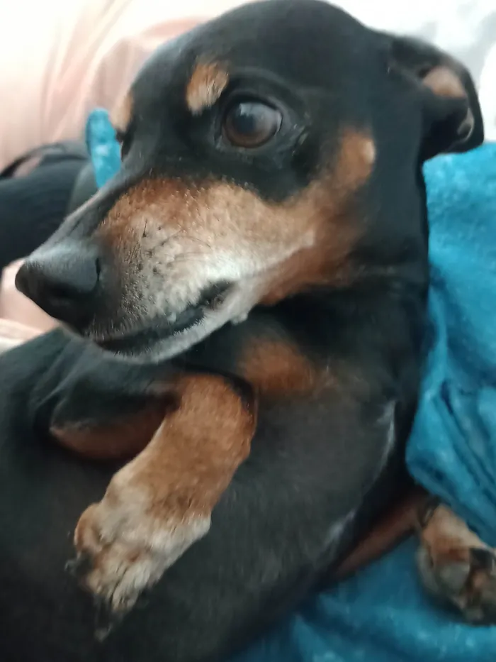 Cachorro ra a Basset-Cofap idade 6 ou mais anos nome Charlie