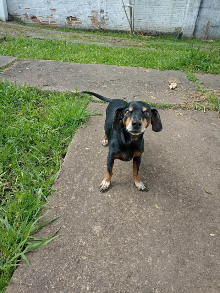 Cachorro ra a Basset-Cofap idade 6 ou mais anos nome Charlie