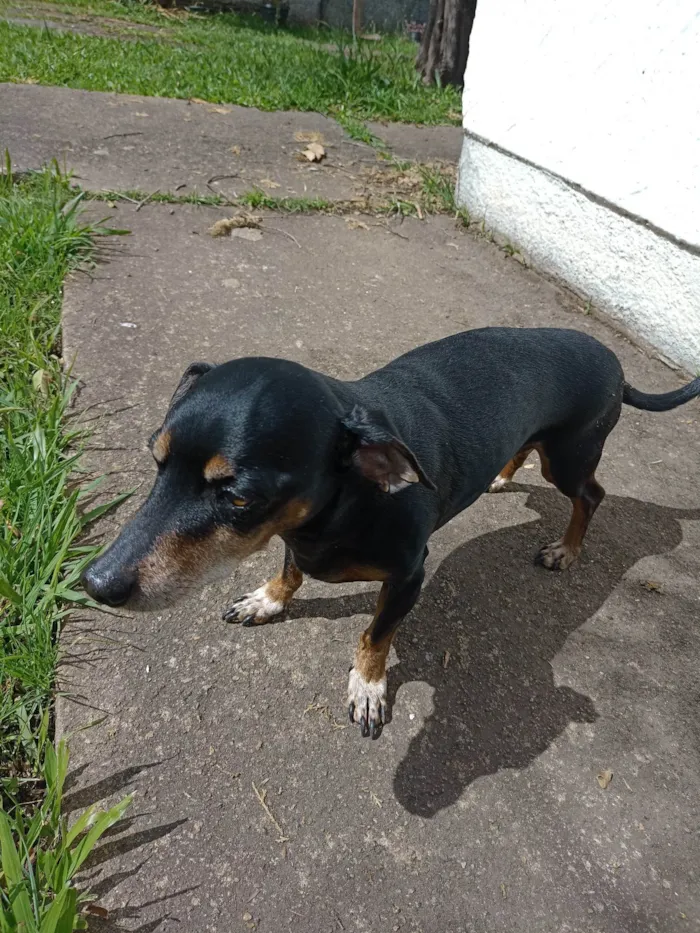 Cachorro ra a Basset-Cofap idade 6 ou mais anos nome Charlie