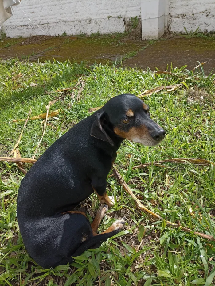 Cachorro ra a Basset-Cofap idade 6 ou mais anos nome Charlie