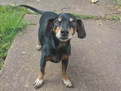 Cachorro raça Basset-Cofap idade 6 ou mais anos nome Charlie