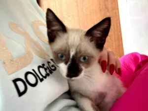 Gato raça SRD-ViraLata idade 2 a 6 meses nome Não tem nome