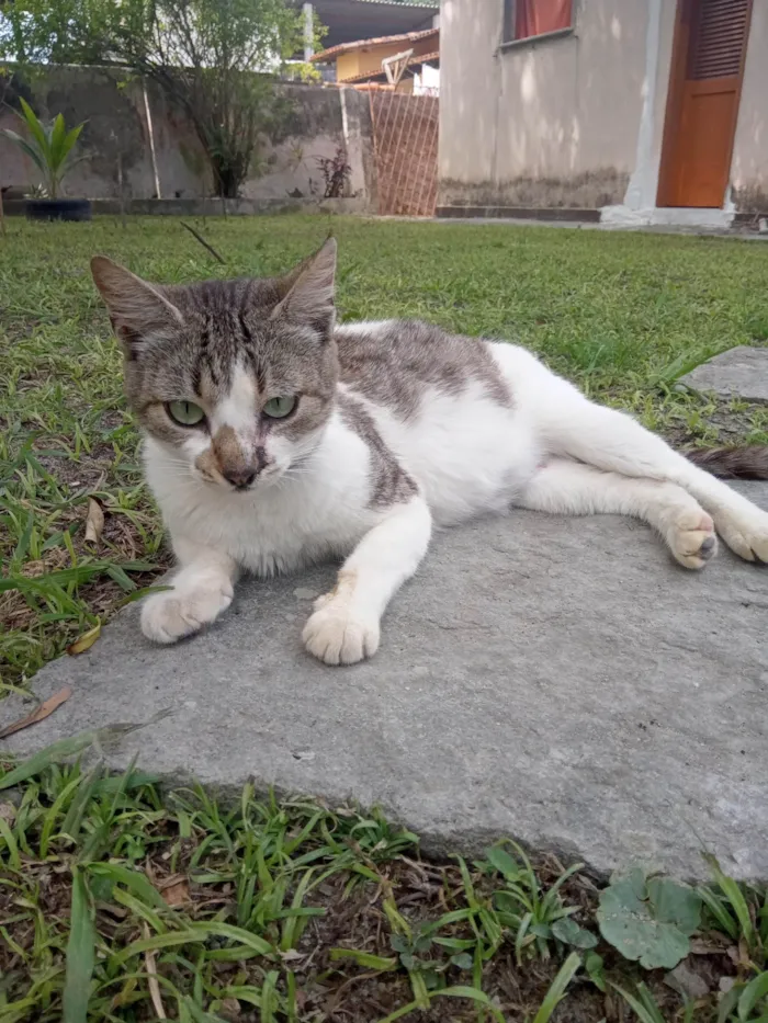 Gato ra a SRD-ViraLata idade 6 ou mais anos nome Sara