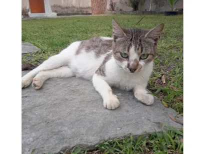 Gato raça SRD-ViraLata idade 6 ou mais anos nome Sara