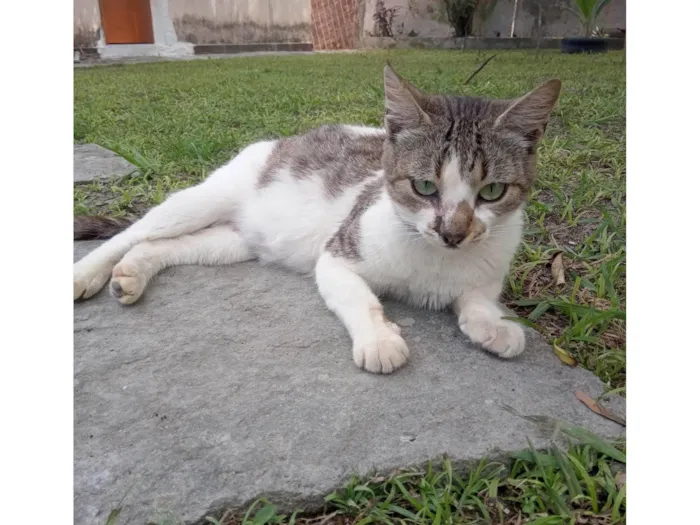 Gato ra a SRD-ViraLata idade 6 ou mais anos nome Sara