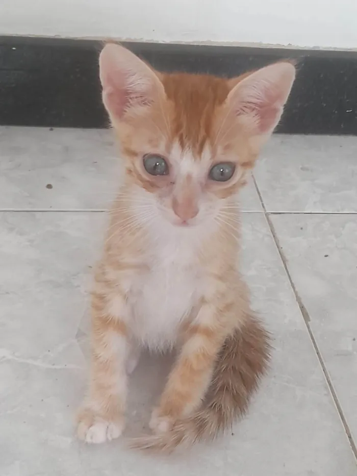 Gato ra a SRD-ViraLata idade 2 a 6 meses nome Nome não definido