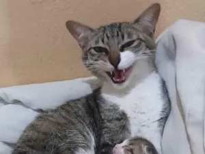 Gato raça Angorá idade 2 a 6 meses nome Sem nome 