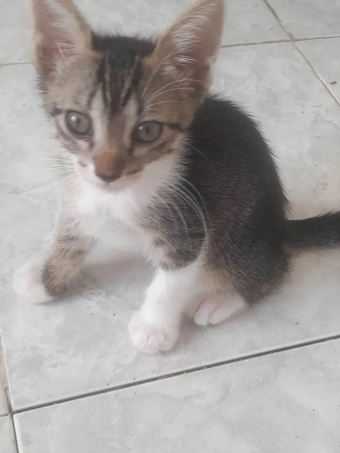 Gato ra a SRD-ViraLata idade 2 a 6 meses nome Frank