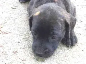 Cachorro raça SRD-ViraLata idade Abaixo de 2 meses nome ESCAMINHA
