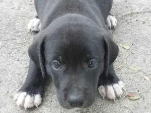 Cachorro raça SRD-ViraLata idade Abaixo de 2 meses nome BOLOTA