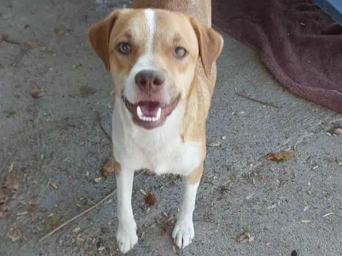 Cachorro ra a SRD-ViraLata idade 2 anos nome CARAMELA