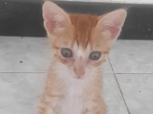 Gato raça SRD-ViraLata idade 2 a 6 meses nome Nome não definido