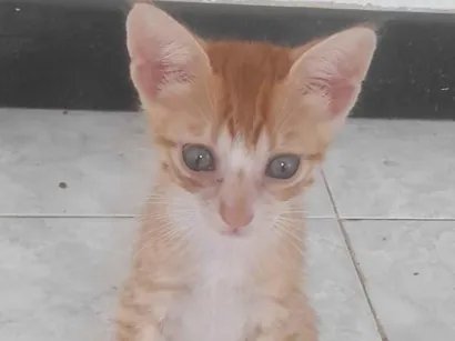 Gato raça SRD-ViraLata idade 2 a 6 meses nome Nome não definido