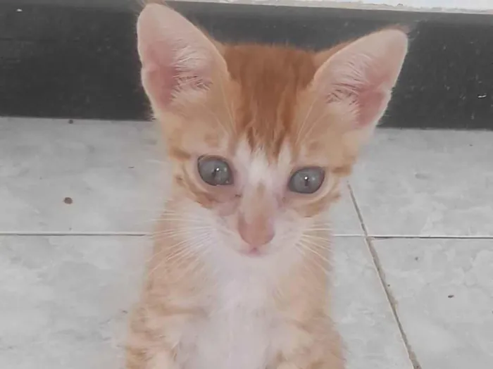 Gato ra a SRD-ViraLata idade 2 a 6 meses nome Nome não definido