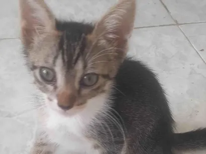 Gato raça SRD-ViraLata idade 2 a 6 meses nome Frank