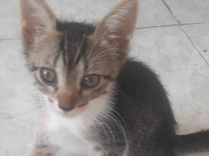 Gato ra a SRD-ViraLata idade 2 a 6 meses nome Frank