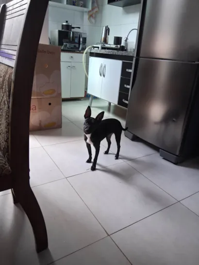 Cachorro raça Pit-Bull idade 2 a 6 meses nome Jully