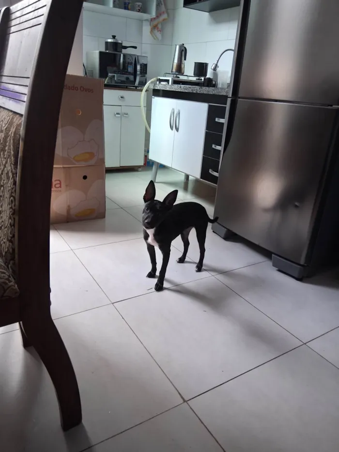 Cachorro ra a Pit-Bull idade 2 a 6 meses nome Jully