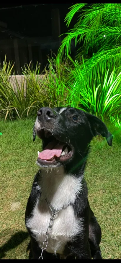 Cachorro raça SRD-ViraLata idade 1 ano nome Alec