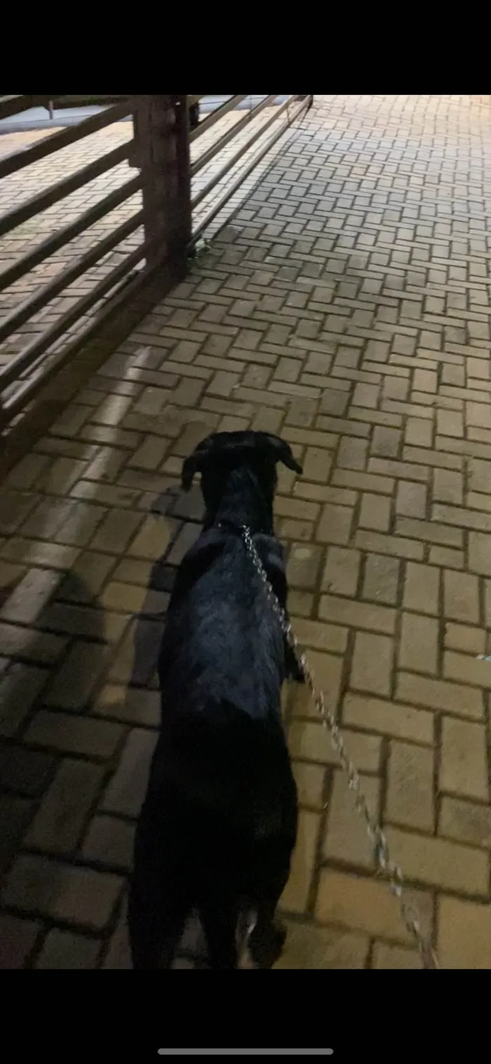 Cachorro ra a SRD-ViraLata idade 1 ano nome Alec