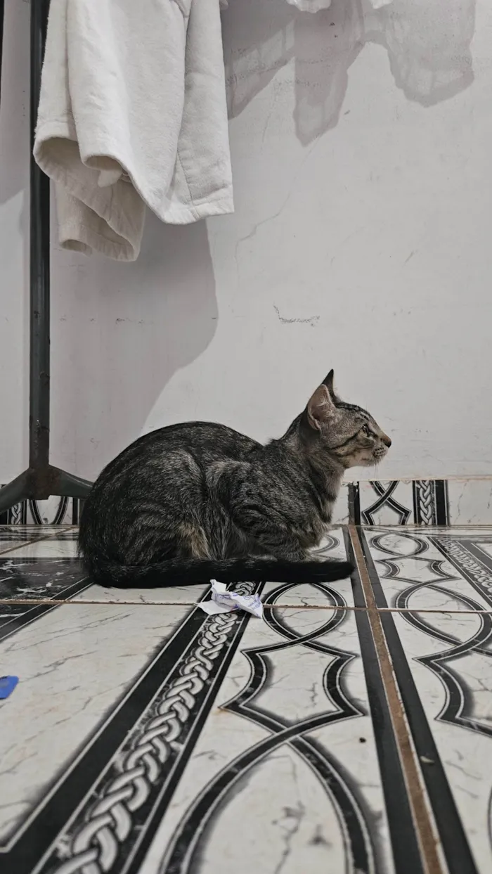 Gato ra a SRD-ViraLata idade 2 a 6 meses nome Branca e tigrada