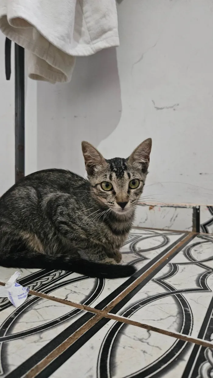 Gato ra a SRD-ViraLata idade 2 a 6 meses nome Branca e tigrada