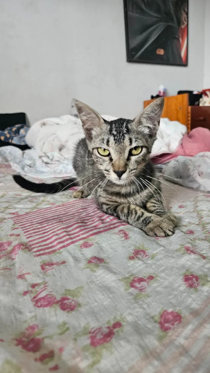 Gato ra a SRD-ViraLata idade 2 a 6 meses nome Branca e tigrada