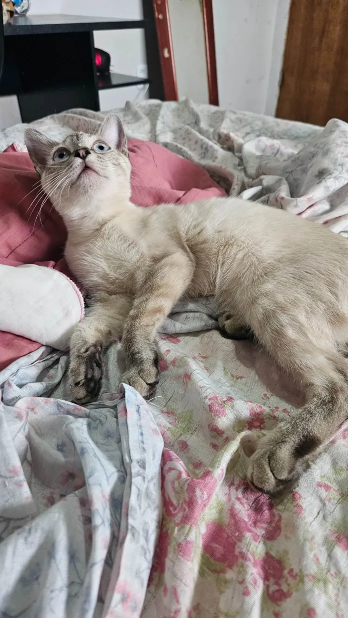 Gato ra a SRD-ViraLata idade 2 a 6 meses nome Branca e tigrada